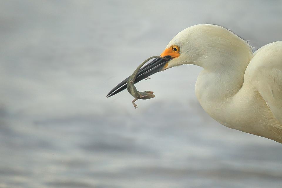 mercy-plea-shutterbug